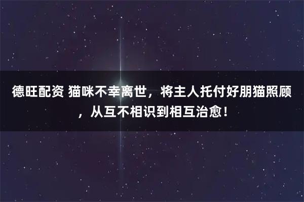 德旺配资 猫咪不幸离世，将主人托付好朋猫照顾，从互不相识到相互治愈！